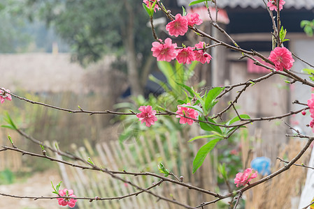 在北越 有选择性的焦点桃花花开花和木屋在背景中 紫色 越南北部图片