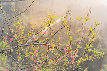 春节出行在北越农村地区 有山谷背景的 美丽的桃花开花在越南北部乡村 自然 花园背景
