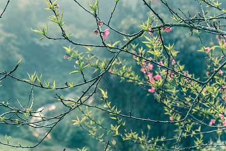 在北越农村地区 有山谷背景的 美丽的桃花开花在越南北部乡村 农历新年 春天图片