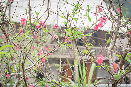 在北越 有选择性的焦点桃花花开花和木屋在背景中 栅栏 花瓣图片