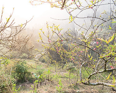 在北越农村地区 有山谷背景的 美丽的桃花开花在越南北部乡村 农历新年 柔和的图片