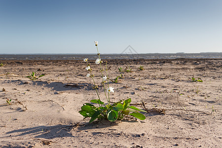 联邦城市阿根廷里奥斯市海滩上的白花和黄色花朵 于2000年10月18日 植物 美丽的图片