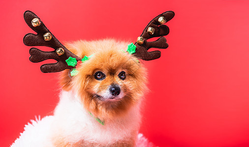 紧紧关紧紧的奇瓦瓦狗狗在驯鹿 圣诞鹿中的滑稽肖像 小猎犬 动物图片