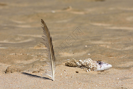 海鸥羽毛在炎热的夏天海滩 San背景图片