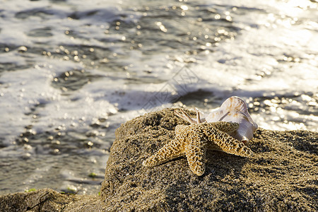 日出在海滩上 太阳 海滨 闲暇 热带 贝壳图片