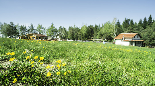 绿色草草地 鲜花 瑞士 夏天 高的 牧场 农村图片