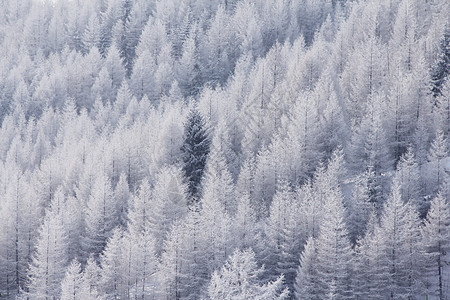 苏尔登冬季山林 奥地利 雪 欧洲 蓝色的 山脉 干净的 宁静图片