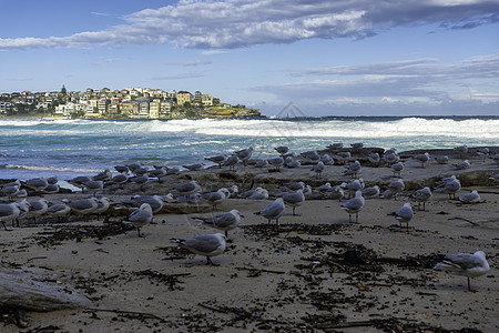 澳大利亚海滩上的海鸥 海滨 晴天 海洋 夏天 蓝色的图片