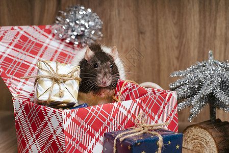 可爱的老鼠 装在装有新年礼物的盒子里 新年的象征 一只灰色的圣诞老鼠坐在礼品盒里 新年和圣诞节 快乐的 宠物图片