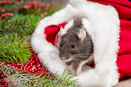 可爱的老鼠年 可爱的老鼠坐在圣诞老人的帽子里 可爱的家鼠在新年的装饰中 2020 年的象征是老鼠图片
