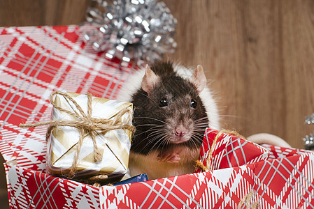 可爱的老鼠 装在装有新年礼物的盒子里 新年的象征 一只灰色的圣诞老鼠坐在礼品盒里 新年和圣诞节 圣诞节装饰图片
