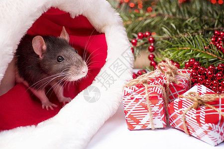 可爱的老鼠坐在圣诞老人的帽子里 2020 年新年的象征 老鼠 新年概念 圣诞老人帽子里的老鼠 带红色礼盒 八字 卡片图片