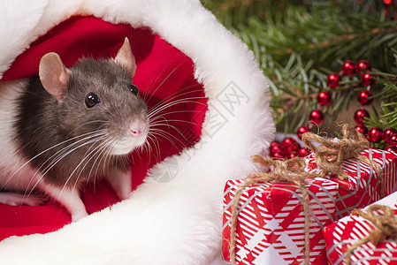 一只毛茸茸的小老鼠坐在节日礼品盒里 动物身上的圣诞帽圣诞老人 一只灰色的小老鼠坐在圣诞老人的帽子里 旁边是装有礼物的盒子 新年的图片