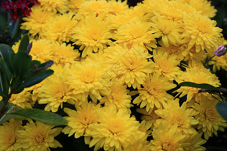 菊花群在花园里绽放 黄色的图案 晴天 公园 植物学图片