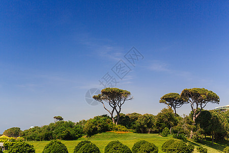 蓝色天空 夏日阳光明日 风景如雨林的绿地 植物 夏天图片