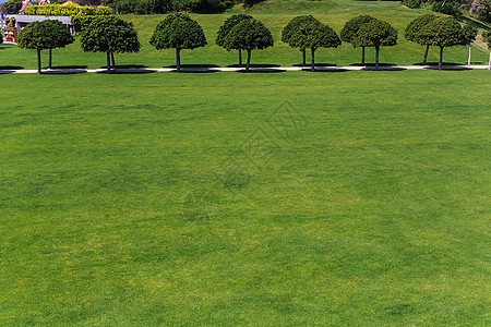 浅绿绿草树 比喻砍树的顶端图片