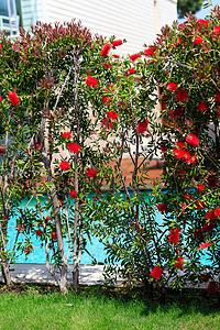绿叶红花长着绿叶的高树丛的红花 有游泳池和树木的旅馆场地 夏季 白天背景