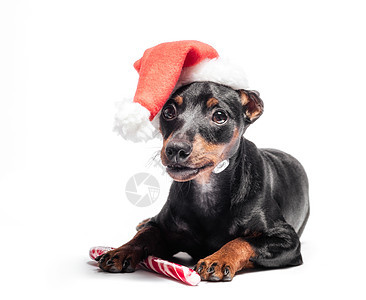 穿着红色圣诞帽子和罐子的小狗小毛孩 装饰风格 抓住图片