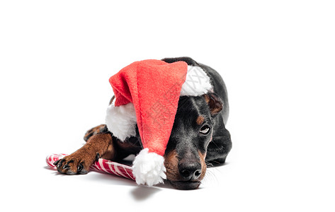 穿着红色圣诞帽子和罐子的小狗小毛孩 新年 杜宾犬图片