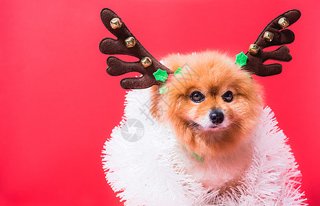紧紧关紧紧的奇瓦瓦狗狗在驯鹿 圣诞鹿中的滑稽肖像 毛皮 有趣的图片