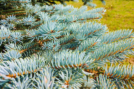 矮小的科罗拉多蓝云杉 - 拉丁名 森林 松树图片
