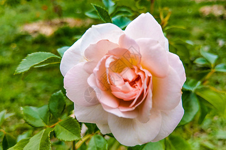 美丽的粉红色玫瑰 在花园里 春天 大自然 植物群 花的图片