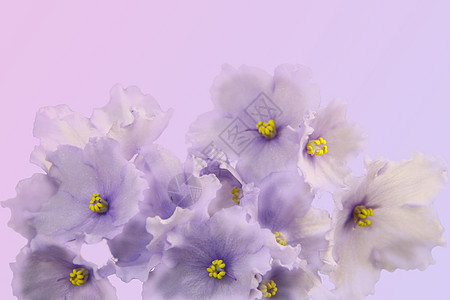 美丽的非洲花朵紫罗兰在梯度背景上被孤立 非洲紫色头版宏观照片 热带花朵 叶子 框架图片