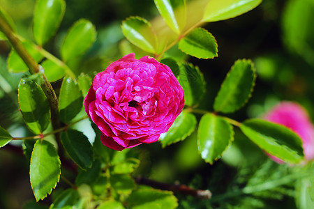 红玫瑰是花园里自然和节假日的背景 开花 浪漫的图片