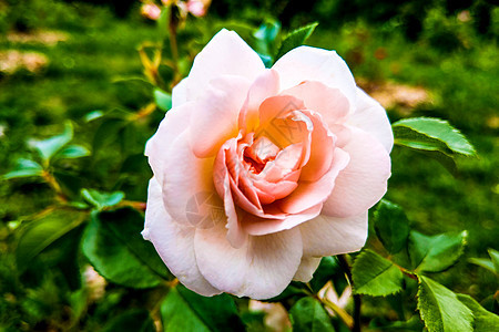 花园里有很多美丽的玫瑰花朵 卡片 装饰风格 浪漫 盛开图片