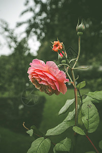 在一片阴云的一天 粉红玫瑰在绿色花园里图片