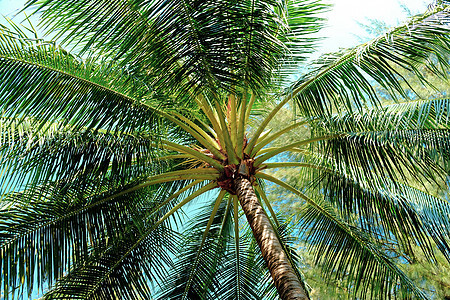 关闭蓝天下椰子棕榈树枝图片