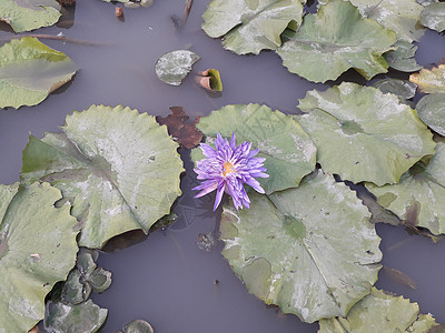 沼泽中的莲花 河 阴影 水 百合 荷叶 春天 亚洲图片