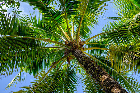 在阳光明媚的白天 蓝天下有椰子棕榈树枝图片