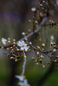 樱花树花 自然 喜庆的 植物 春天 开花 樱桃图片