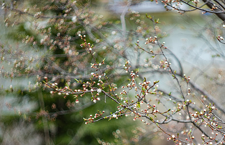 樱花树花 柔和的 新鲜 喜庆的 花园 植物 树叶图片