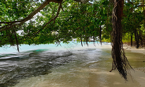 马尔代夫 蓝海海岸上的热带树木 异国情调 太阳 自然图片