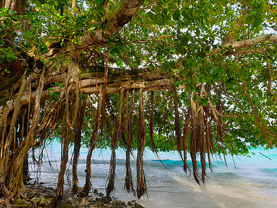 马尔代夫 蓝海海岸上的热带树木 美丽的 岛 晴天图片