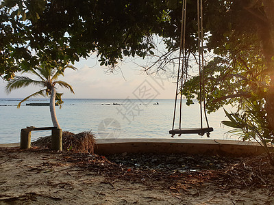 马尔代夫 蓝海海岸上的热带树木 异国情调 放松 天蓝色图片
