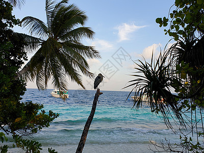 马尔代夫 蓝海海岸上的热带树木 晴天 太阳 异国情调图片