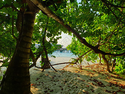 马尔代夫 蓝海海岸上的热带树木 支撑 泻湖 蓝色的图片