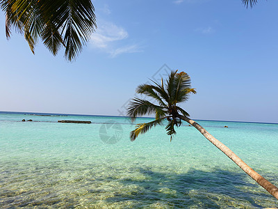 马尔代夫 蓝海海岸上的热带树木 自然 棕榈树 夏天图片