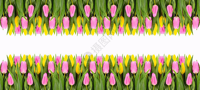 粉红色和黄色的郁金香花边框隔离在白色背景上 平躺 情人节和母亲节背景 花店 新鲜图片