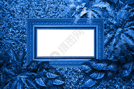 树叶的经典蓝色背景 草本植物 叶子 郁郁葱葱 植物群 美丽的 植物学图片