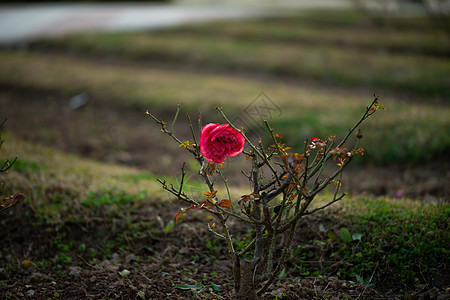 花园里五颜六色 美丽 精致的粉红玫瑰 巴基斯坦伊斯兰堡市美丽的粉红玫瑰花园 婚礼 开花图片