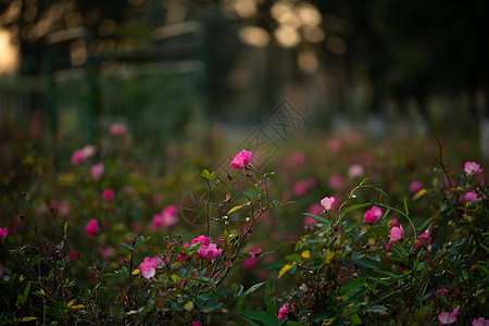 花园里五颜六色 美丽 精致的粉红玫瑰 巴基斯坦伊斯兰堡市美丽的粉红玫瑰花园 开花 叶子图片