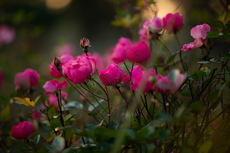 花园里五颜六色 美丽 精致的粉红玫瑰 巴基斯坦伊斯兰堡市美丽的粉红玫瑰花园 香气 情人节图片