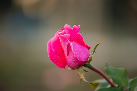 花园里五颜六色 美丽 精致的粉红玫瑰 巴基斯坦伊斯兰堡市美丽的粉红玫瑰花园 园艺 浪漫图片