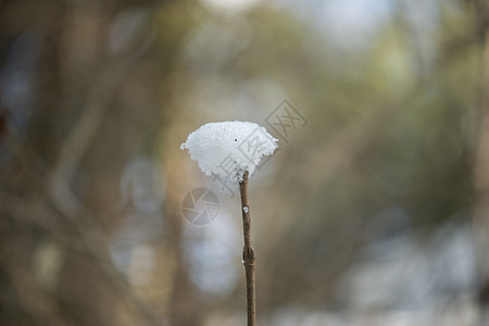 下雪季节的雪棍上的雪花壁画图片