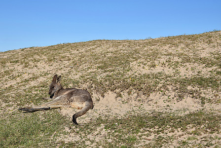 袋鼠躺在草地上 男性 自然 休息 内陆 尾巴 婴儿 划痕图片