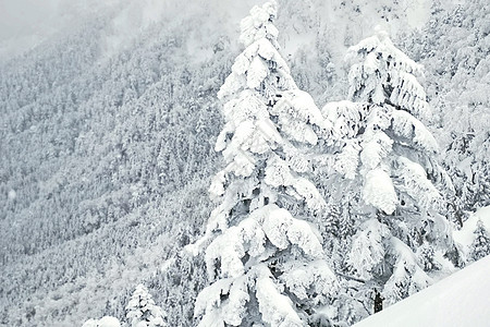 日本Ysusugatake山的自然雪山和树 阿卡 寒冷的图片